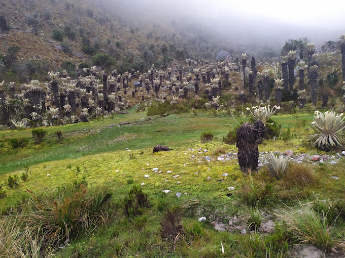 paramo colombia